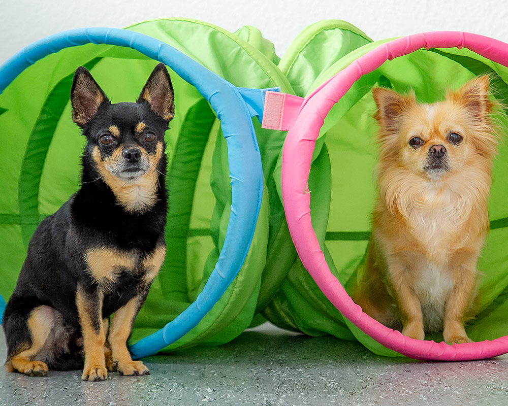 Therapiehunde Amy und Joko — tiergestützte Logopädie in Dortmund